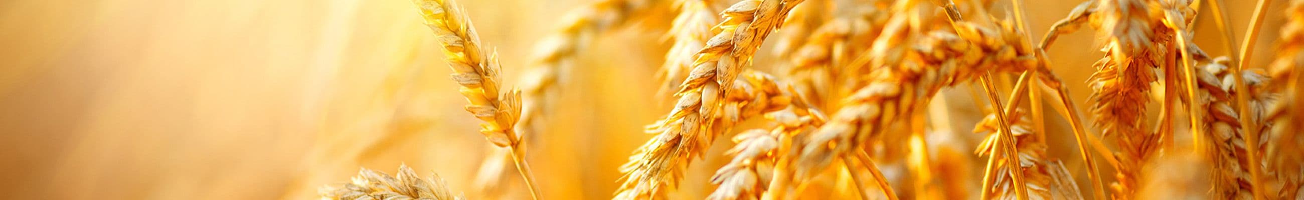 تخطيط الطاقة والتنمية المستدامة